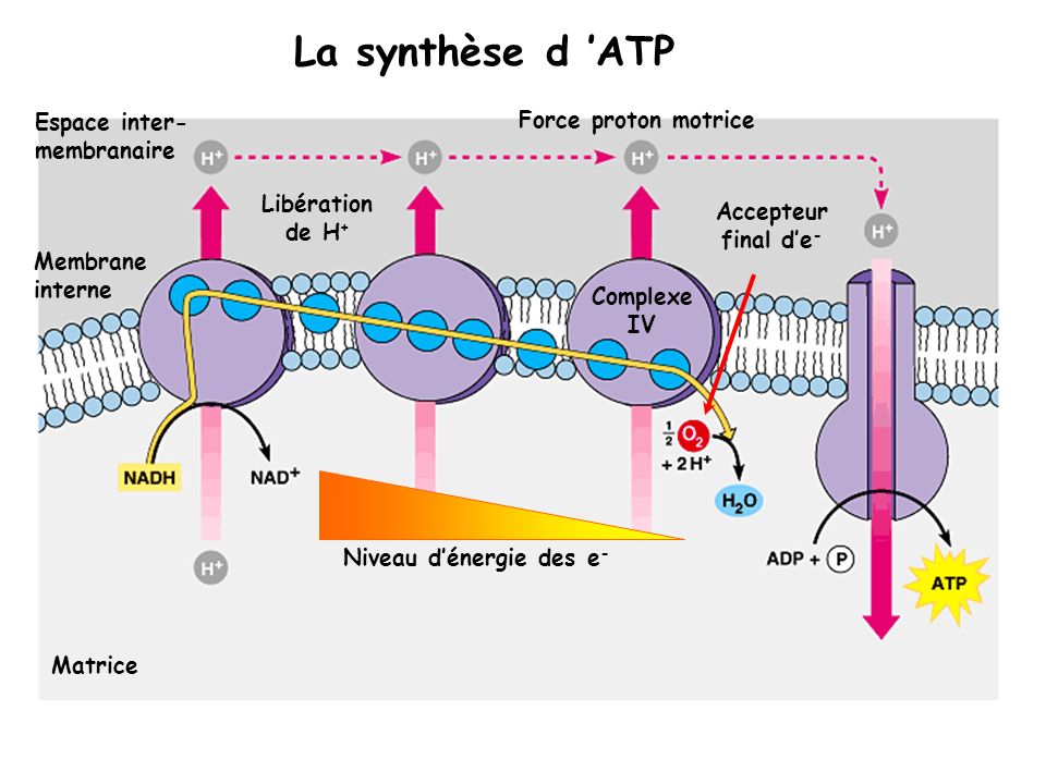La synthèse d ’ATP Espace inter-membranaire Force proton motrice
