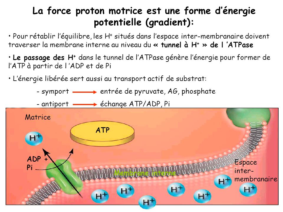 La force proton motrice est une forme d’énergie potentielle (gradient):