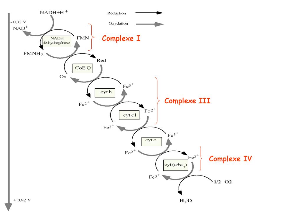 Complexe I Complexe III Complexe IV