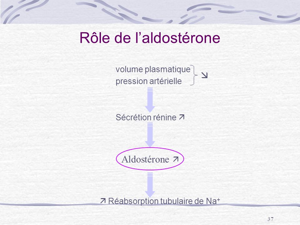Rôle de l’aldostérone  Aldostérone  volume plasmatique