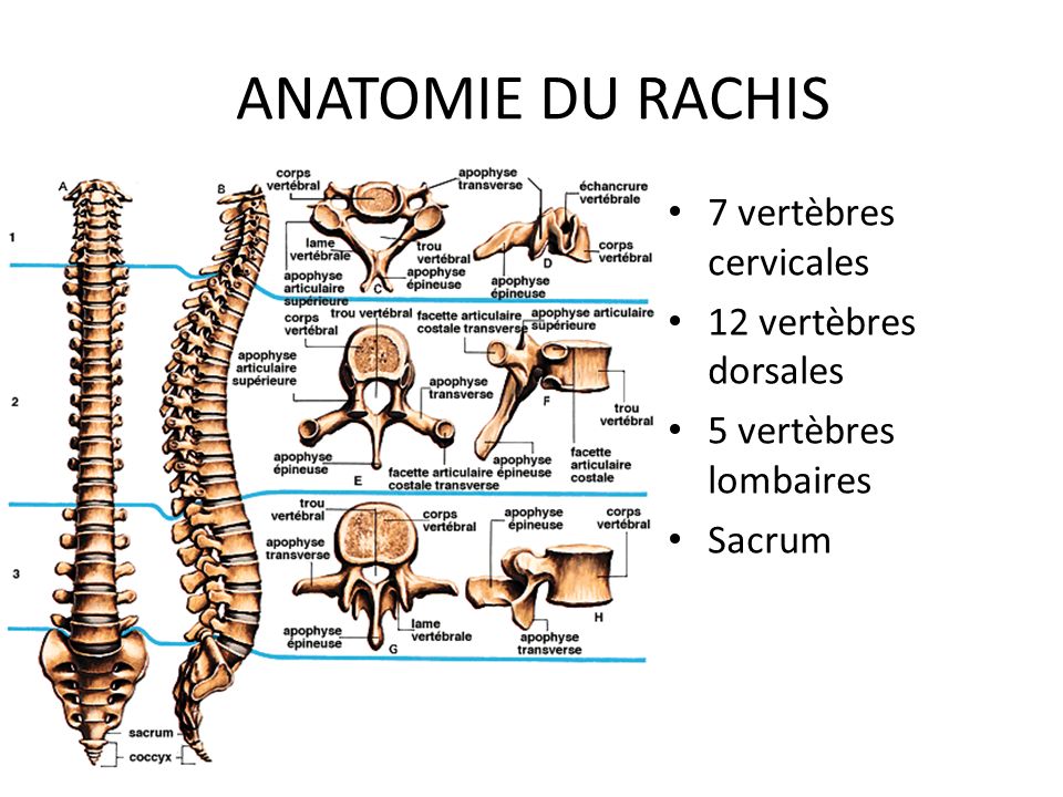 ANATOMIE DU RACHIS 7 vertèbres cervicales 12 vertèbres dorsales