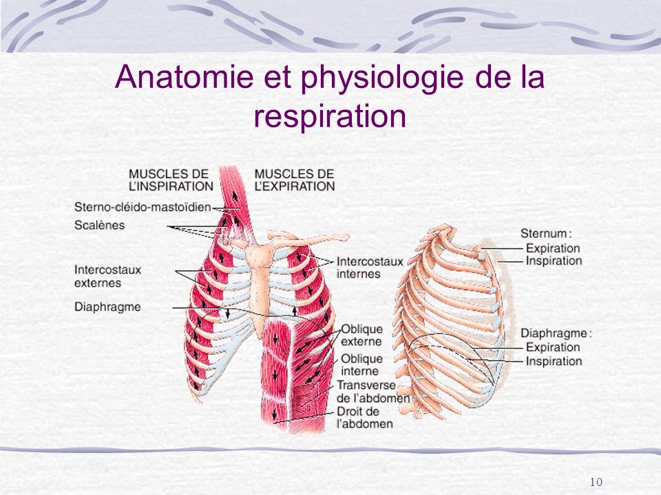 Anatomie et physiologie de la respiration