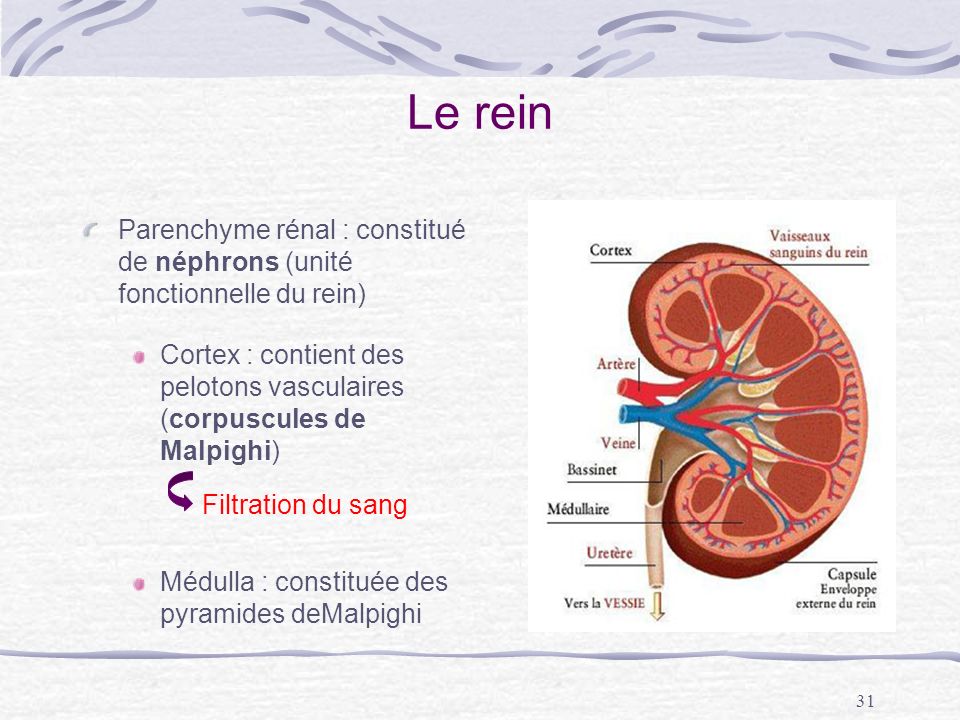 Le rein Parenchyme rénal : constitué de néphrons (unité fonctionnelle du rein) Cortex : contient des pelotons vasculaires (corpuscules de Malpighi)
