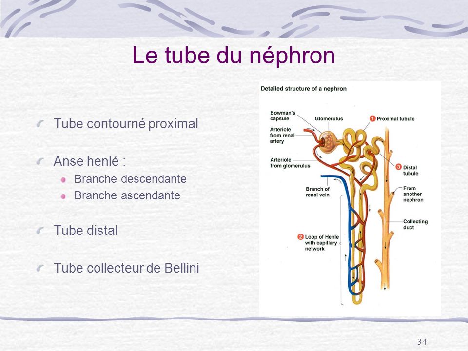 Le tube du néphron Tube contourné proximal Anse henlé : Tube distal