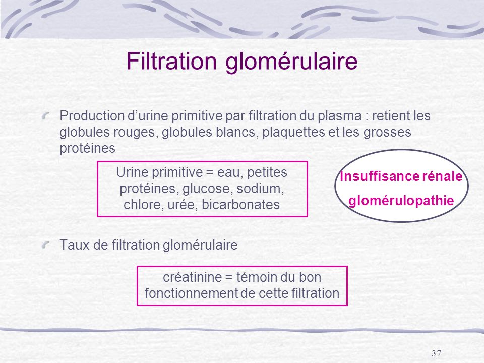 Filtration glomérulaire