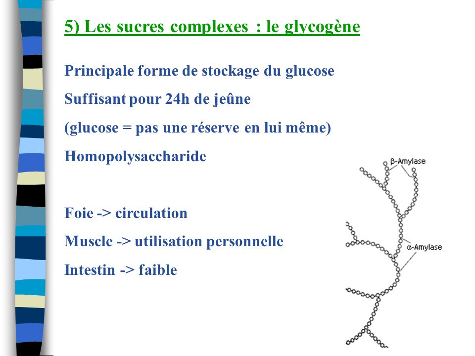5) Les sucres complexes : le glycogène