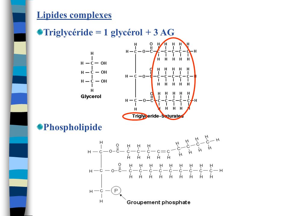 Lipides complexes Triglycéride = 1 glycérol + 3 AG Phospholipide