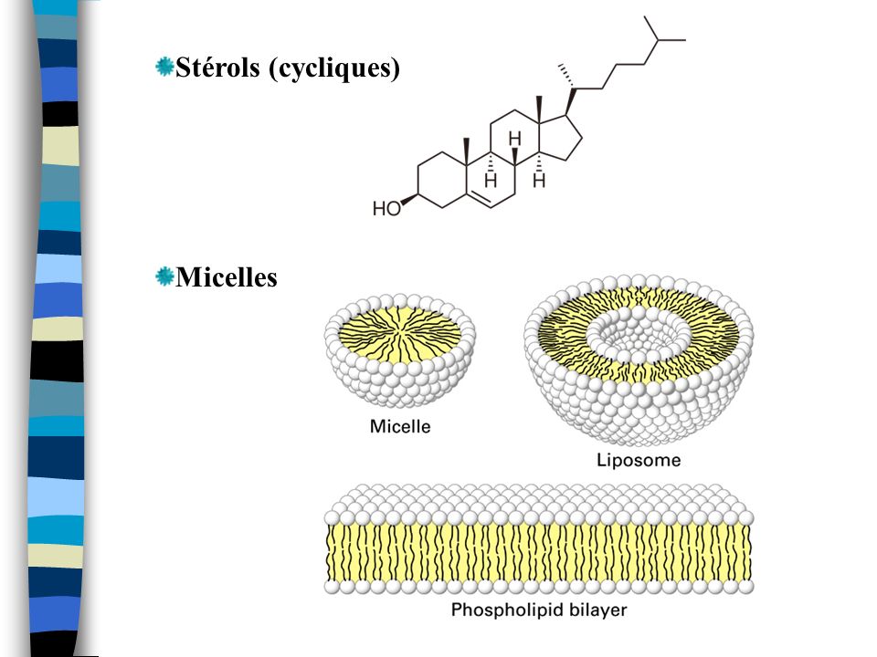 Stérols (cycliques) Micelles