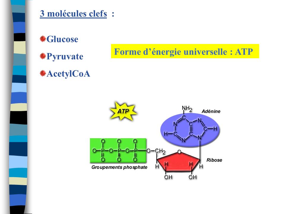 3 molécules clefs : Glucose Pyruvate AcetylCoA Forme d’énergie universelle : ATP