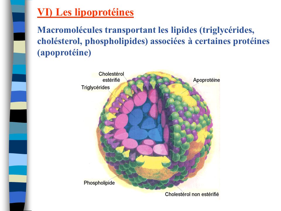VI) Les lipoprotéines