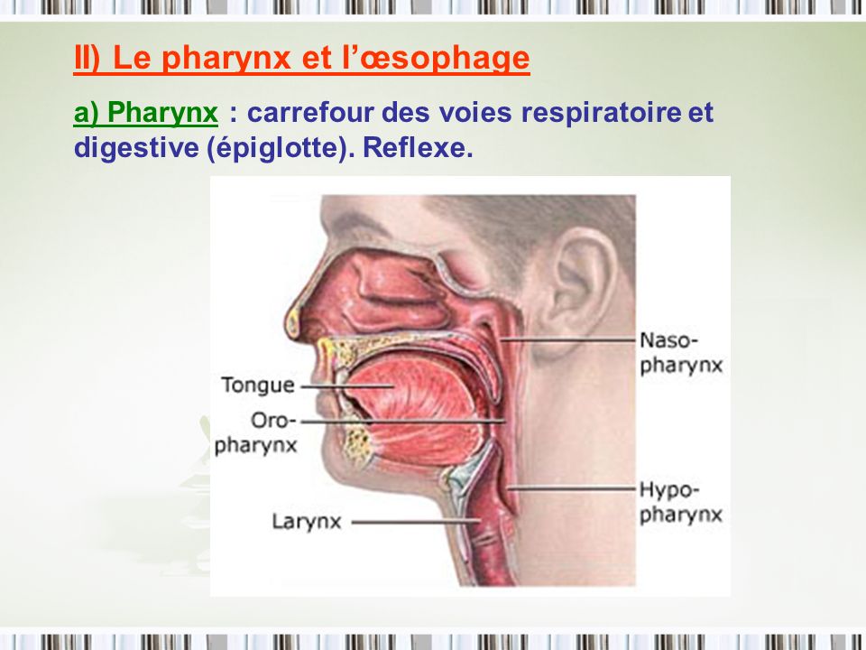 II) Le pharynx et l’œsophage