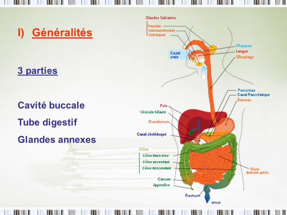 Généralités 3 parties Cavité buccale Tube digestif Glandes annexes