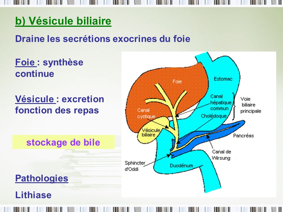 b) Vésicule biliaire Draine les secrétions exocrines du foie