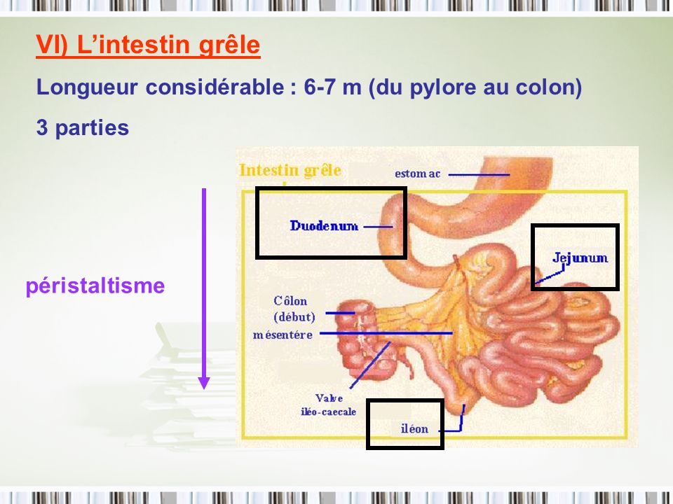 VI) L’intestin grêle Longueur considérable : 6-7 m (du pylore au colon) 3 parties péristaltisme