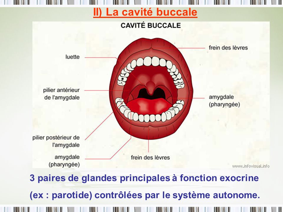 II) La cavité buccale 3 paires de glandes principales à fonction exocrine.