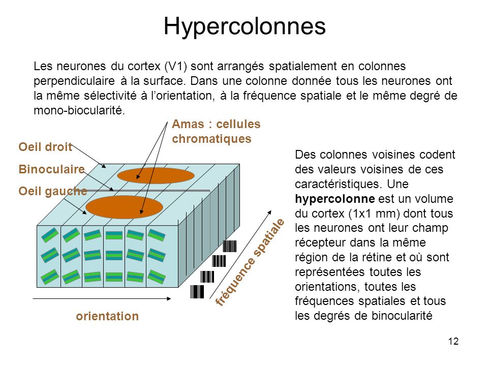 Hypercolonnes