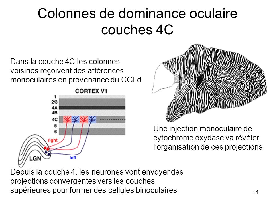 Colonnes de dominance oculaire couches 4C