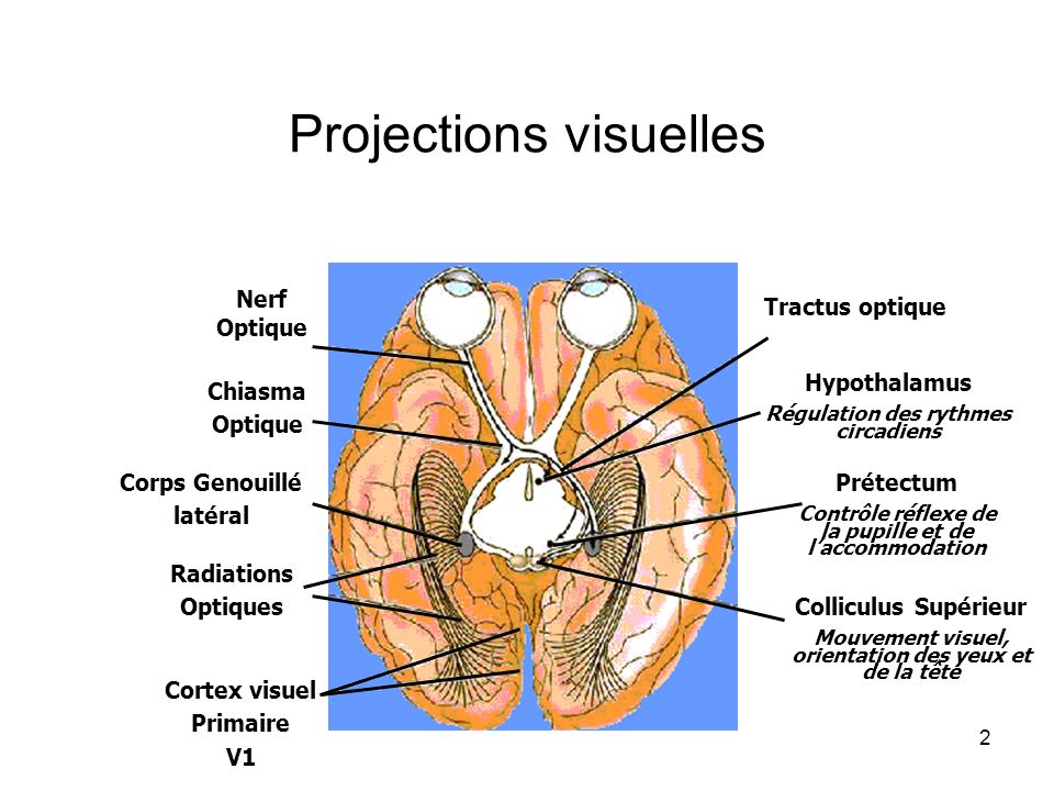 Projections visuelles
