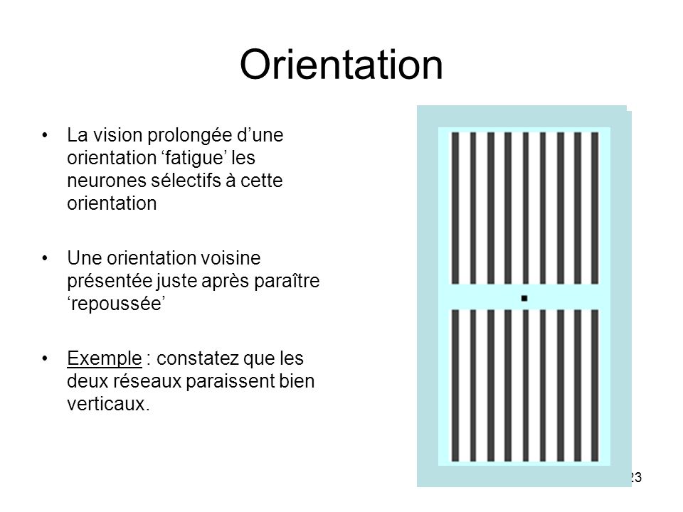 Orientation La vision prolongée d’une orientation ‘fatigue’ les neurones sélectifs à cette orientation.
