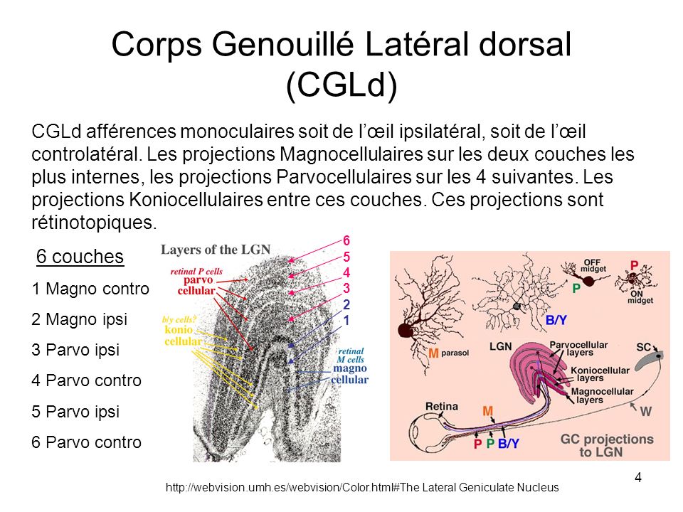Corps Genouillé Latéral dorsal (CGLd)
