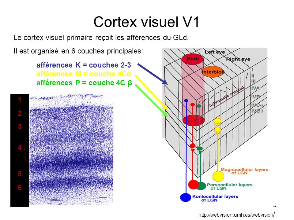 Cortex visuel V1 Le cortex visuel primaire reçoit les afférences du GLd. Il est organisé en 6 couches principales: