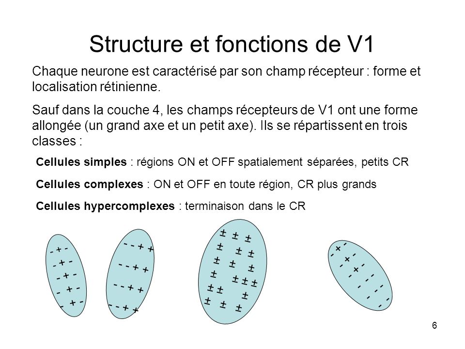 Structure et fonctions de V1