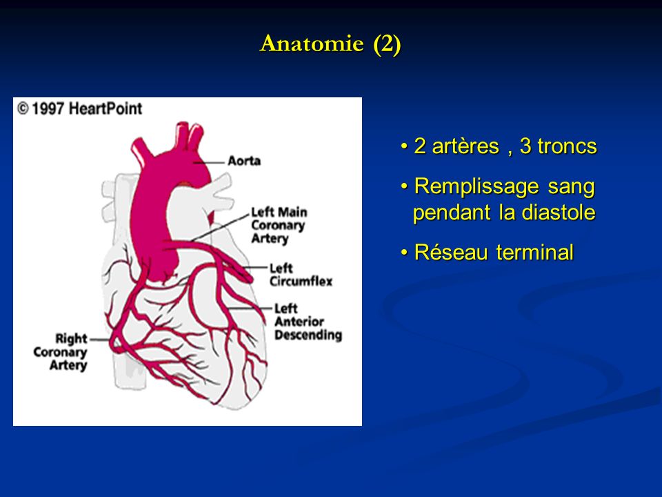 Anatomie (2) 2 artères , 3 troncs Remplissage sang pendant la diastole