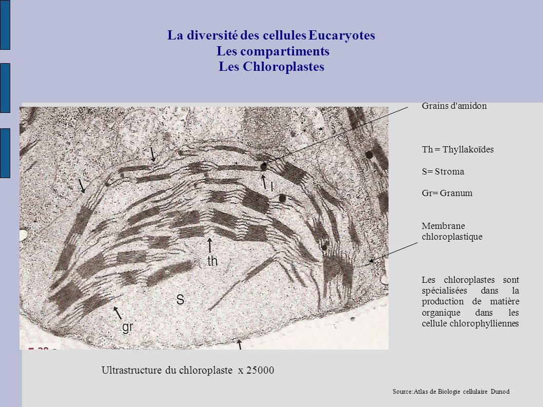 La diversité des cellules Eucaryotes Les compartiments Les Chloroplastes