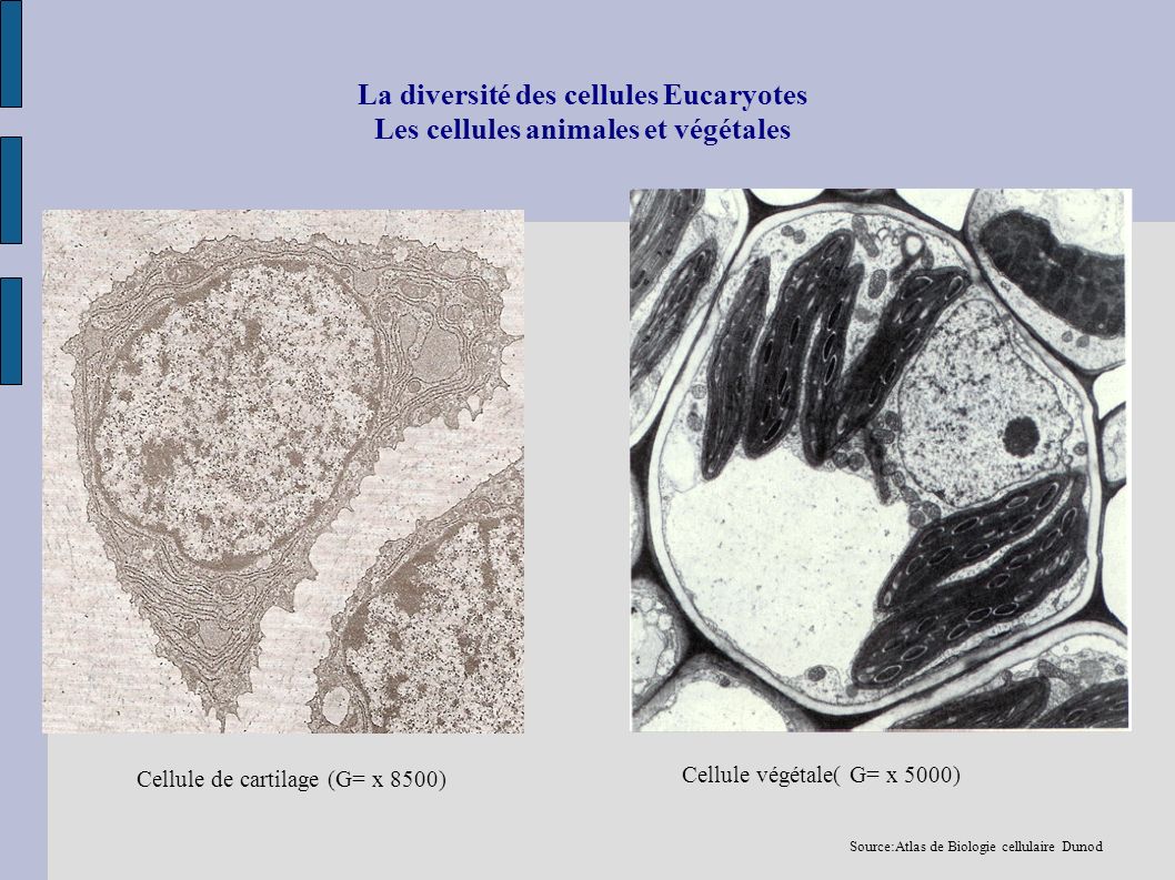 La diversité des cellules Eucaryotes Les cellules animales et végétales