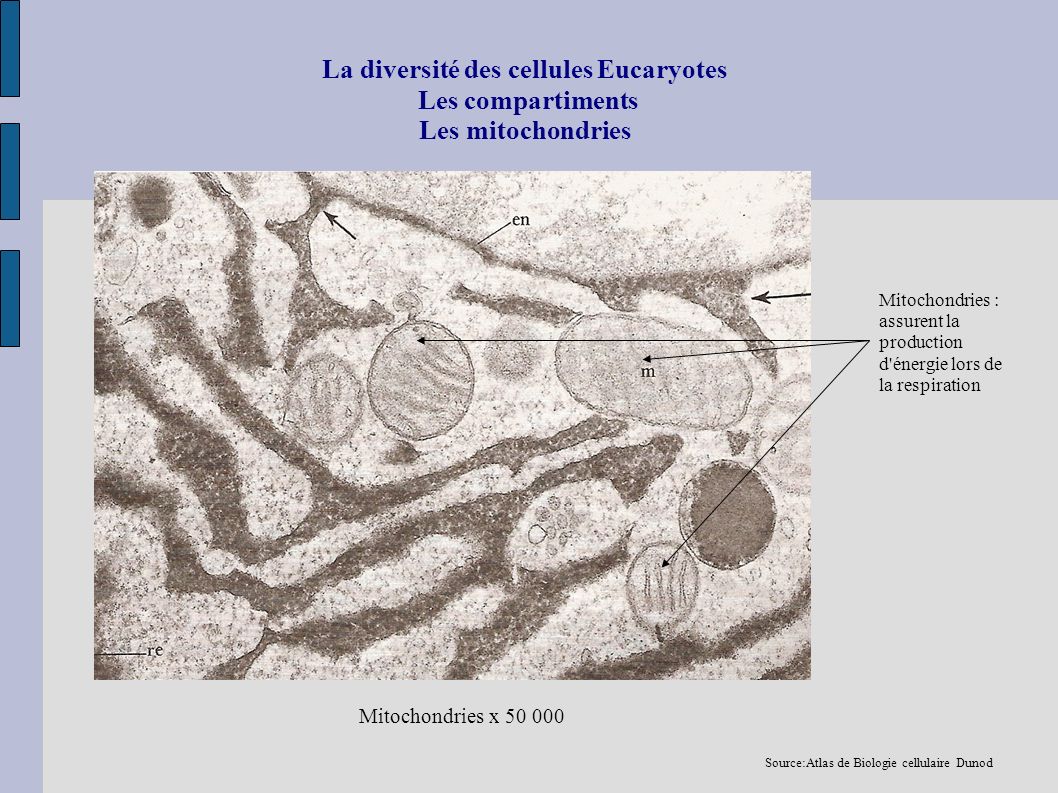 La diversité des cellules Eucaryotes Les compartiments Les mitochondries