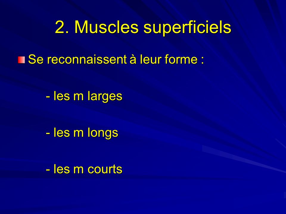 2. Muscles superficiels Se reconnaissent à leur forme : - les m larges