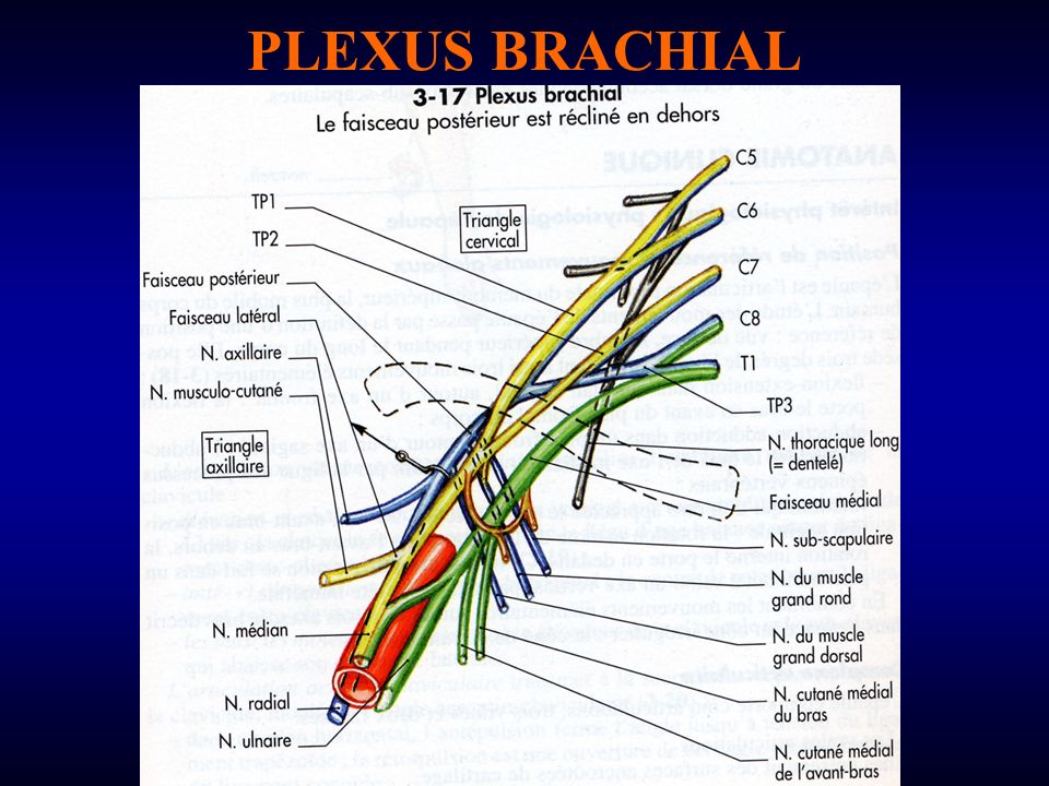 PLEXUS BRACHIAL