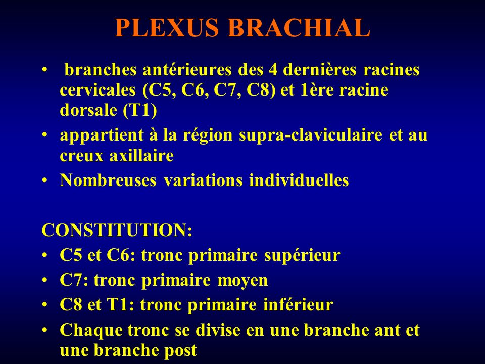 PLEXUS BRACHIAL branches antérieures des 4 dernières racines cervicales (C5, C6, C7, C8) et 1ère racine dorsale (T1)