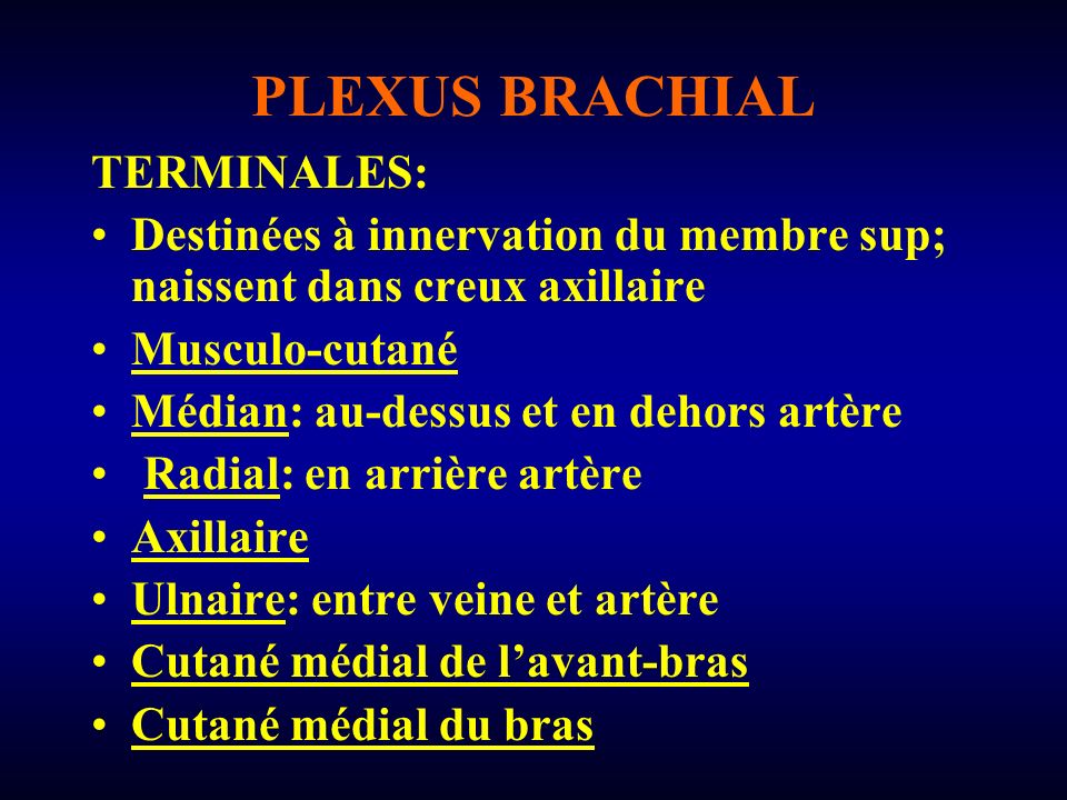 PLEXUS BRACHIAL TERMINALES: