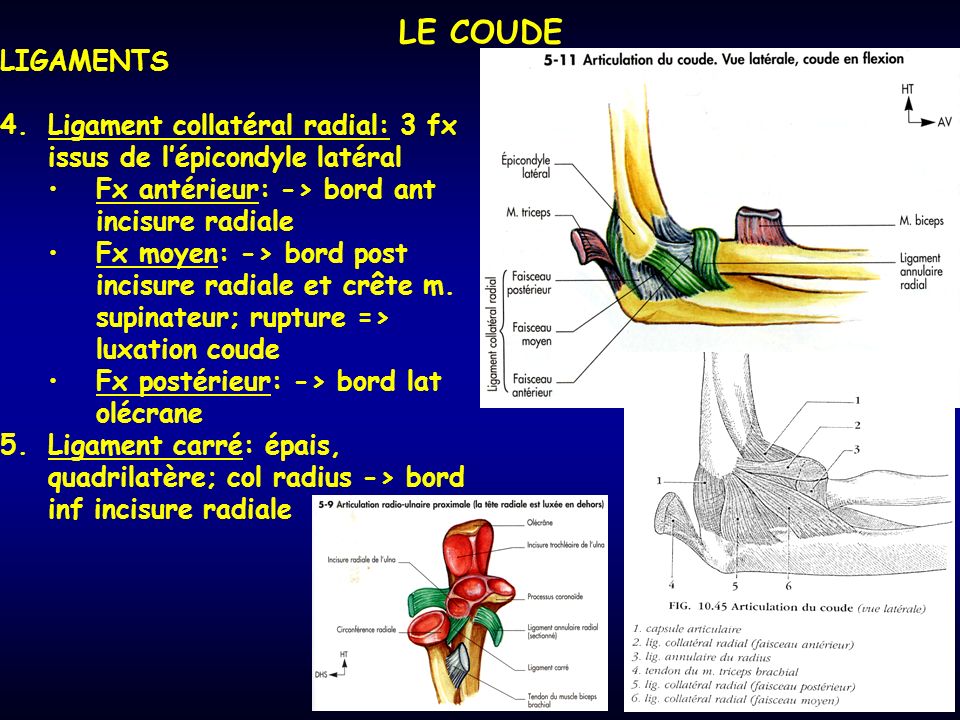 LE COUDE LIGAMENTS. Ligament collatéral radial: 3 fx issus de l’épicondyle latéral. Fx antérieur: -> bord ant incisure radiale.