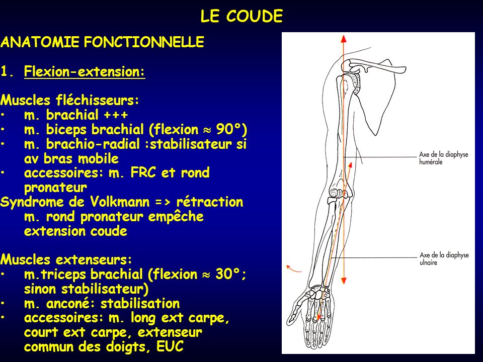 LE COUDE ANATOMIE FONCTIONNELLE Flexion-extension:
