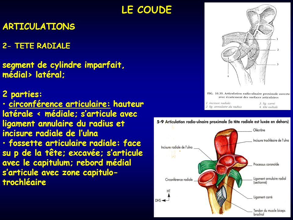 LE COUDE ARTICULATIONS