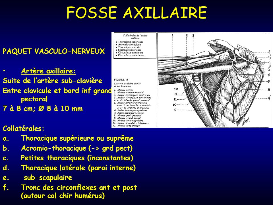 FOSSE AXILLAIRE PAQUET VASCULO-NERVEUX Artère axillaire: