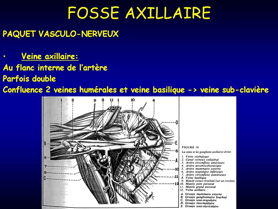 FOSSE AXILLAIRE PAQUET VASCULO-NERVEUX Veine axillaire: