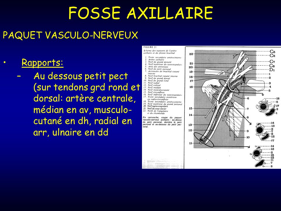 FOSSE AXILLAIRE PAQUET VASCULO-NERVEUX Rapports: