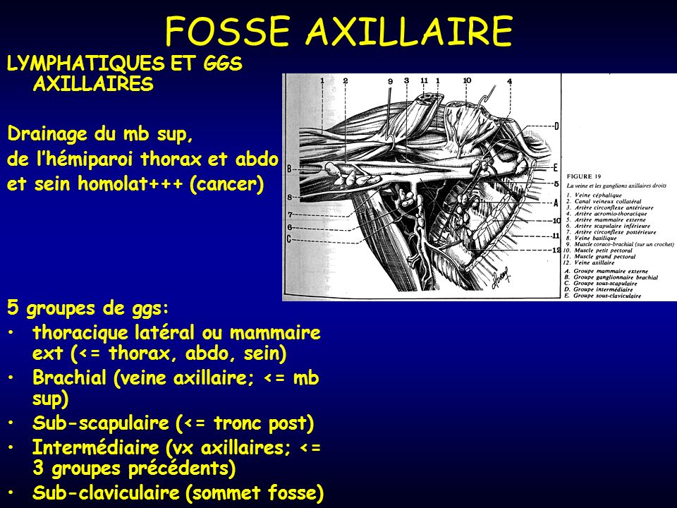 FOSSE AXILLAIRE LYMPHATIQUES ET GGS AXILLAIRES Drainage du mb sup,