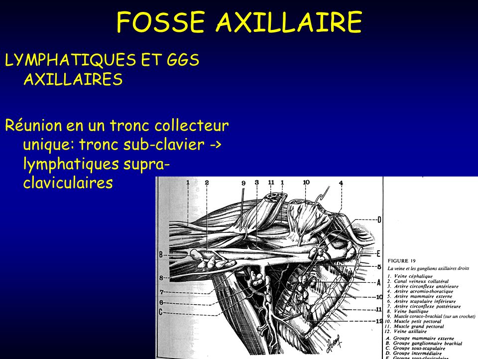FOSSE AXILLAIRE LYMPHATIQUES ET GGS AXILLAIRES