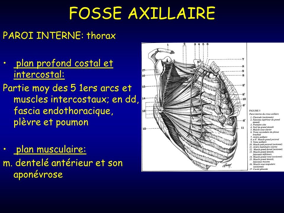 FOSSE AXILLAIRE PAROI INTERNE: thorax