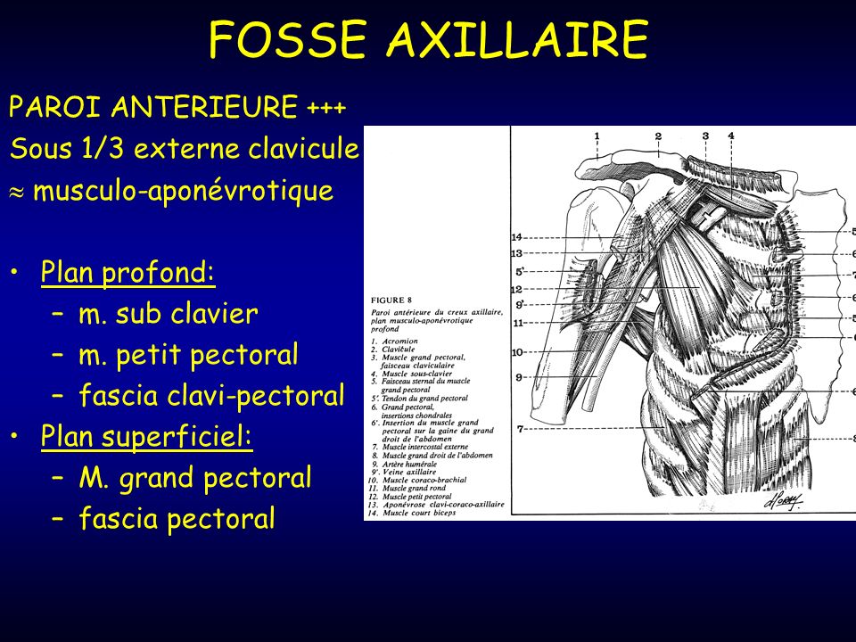 FOSSE AXILLAIRE PAROI ANTERIEURE +++ Sous 1/3 externe clavicule