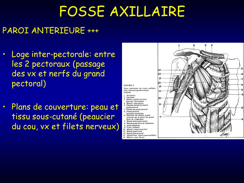 FOSSE AXILLAIRE PAROI ANTERIEURE +++