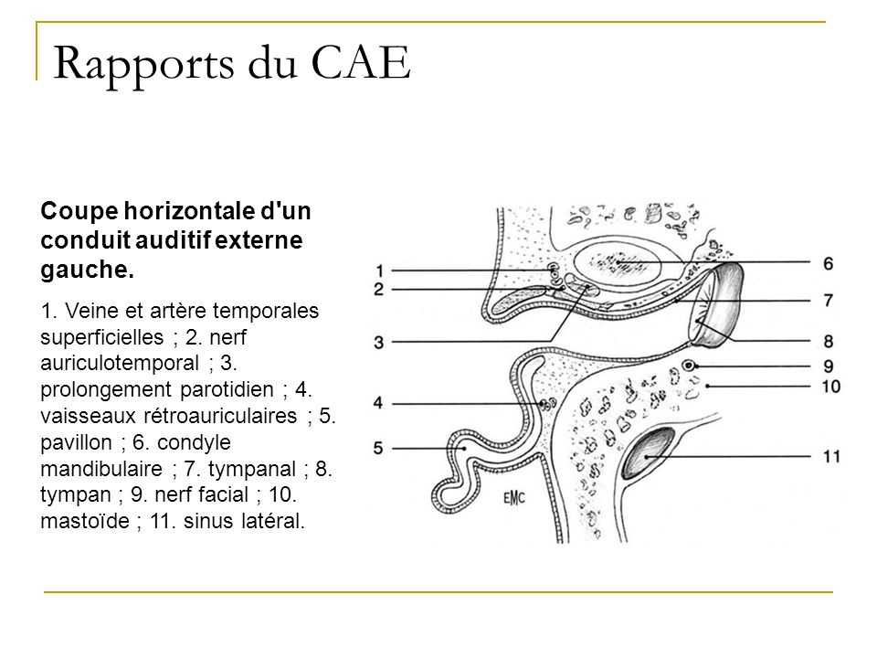 Rapports du CAE Coupe horizontale d un conduit auditif externe gauche.