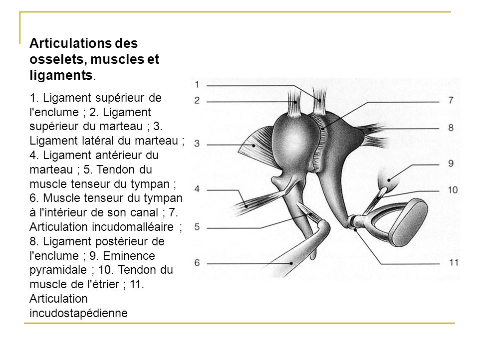 Articulations des osselets, muscles et ligaments.