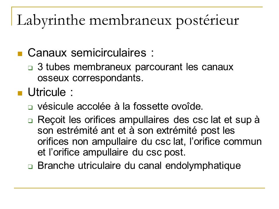 Labyrinthe membraneux postérieur