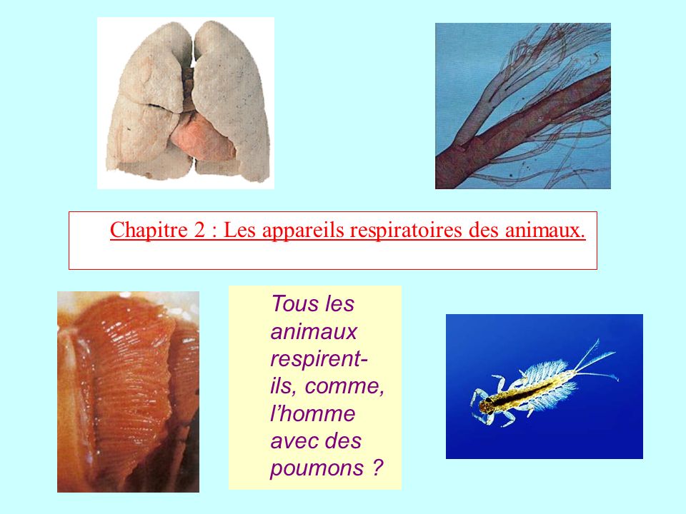 Chapitre 2 : Les appareils respiratoires des animaux.