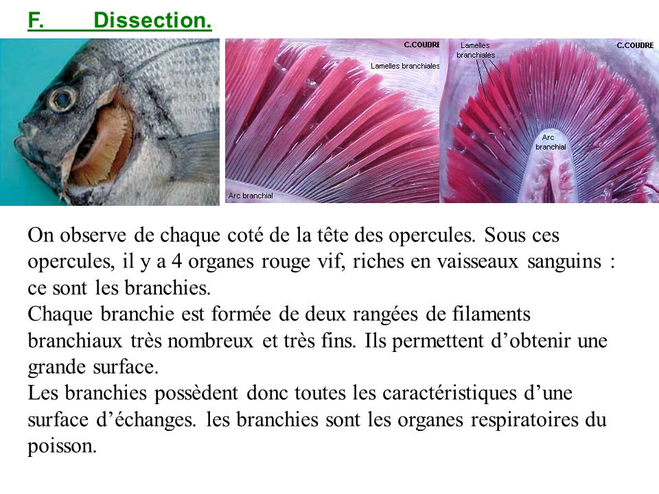 F. Dissection.